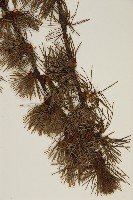 怒江紅杉藏品圖，第3張