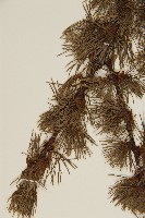 怒江紅杉藏品圖，第4張