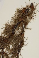 怒江紅杉藏品圖，第5張