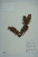 蒼山冷杉藏品圖，第1張