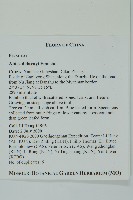 蒼山冷杉藏品圖，第2張