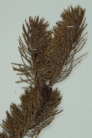 蒼山冷杉藏品圖，第3張