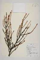 登錄號:G001012藏品圖，第1張