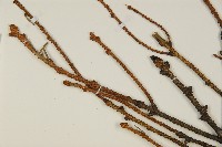 登錄號:G001012藏品圖，第3張