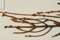 登錄號:G001012藏品圖，第4張