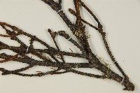 登錄號:G001012藏品圖，第5張