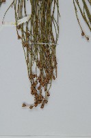 雙穗麻黃藏品圖，第3張