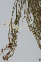 雙穗麻黃藏品圖，第4張