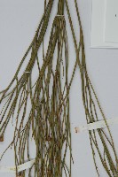 雙穗麻黃藏品圖，第5張