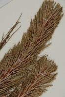 雲南松藏品圖，第3張