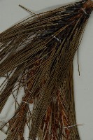 雲南松藏品圖，第4張