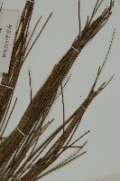 雲南松藏品圖，第5張