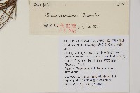 華山松藏品圖，第2張