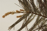 華山松藏品圖，第4張