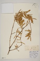 雲南油杉、杉松藏品圖，第1張