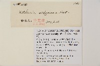 雲南油杉、杉松藏品圖，第2張