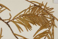 雲南油杉、杉松藏品圖，第3張