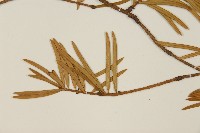 雲南油杉、杉松藏品圖，第4張