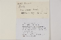 華山松藏品圖，第2張