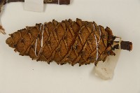 華山松藏品圖，第3張