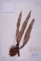 雲南松藏品圖，第1張