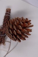 雲南松藏品圖，第3張