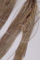 雲南松藏品圖，第4張