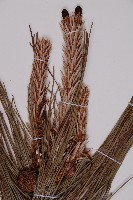 地盤松藏品圖，第3張