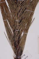 地盤松藏品圖，第4張