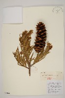 雲南油杉、杉松藏品圖，第1張