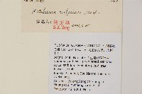 雲南油杉、杉松藏品圖，第2張