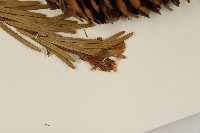 雲南油杉、杉松藏品圖，第4張