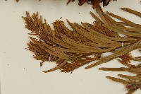 雲南油杉、杉松藏品圖，第5張