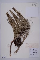 雲南松藏品圖，第1張