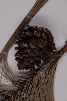 雲南松藏品圖，第3張