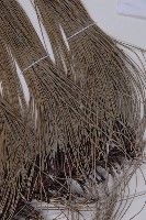 雲南松藏品圖，第4張