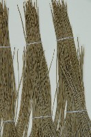 雲南松藏品圖，第5張