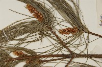 華山松藏品圖，第4張