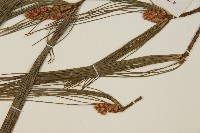 華山松藏品圖，第5張