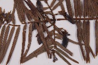 臺灣粗榧、台灣三尖杉藏品圖，第3張