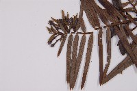 臺灣粗榧、台灣三尖杉藏品圖，第4張