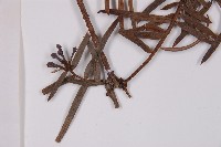 臺灣粗榧、台灣三尖杉藏品圖，第5張