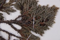 香青藏品圖，第3張