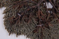 香青藏品圖，第5張