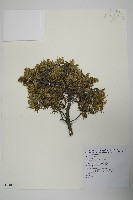 刺柏藏品圖，第1張