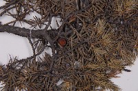 刺柏藏品圖，第3張