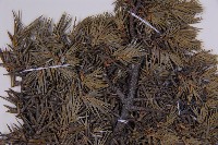 刺柏藏品圖，第4張