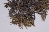 刺柏藏品圖，第5張