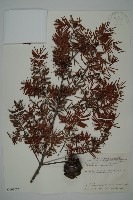 臺灣黃杉藏品圖，第1張