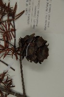 臺灣黃杉藏品圖，第3張